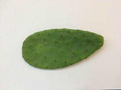Cactus opuntia ficus-indica  one prickly pear pad