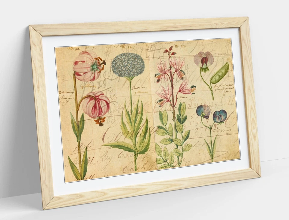 VINTAGE BOTANICAL FLOWER ILLUSTRATIONS DECOR FRAMED ART POSTER PIC PRINT 4 SIZES - image 3 of 4