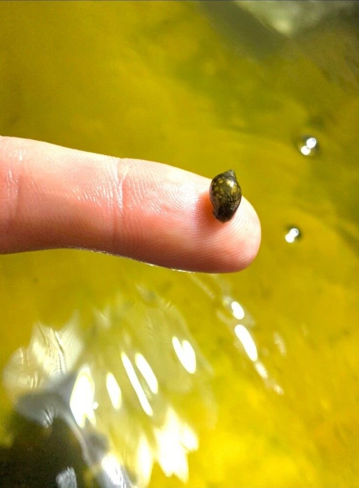 30+ Live Bladder Snails Aquarium Snails Pond Pea Puffer Food Physella