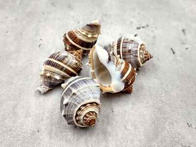 Common Crown Conch Seashells Melongena Corona (5 shells approx. 1.5+ inches)