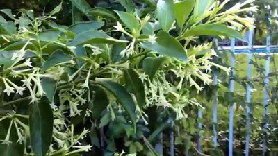 2 night blooming jasmine in 3.5 inch pots....do not order in extreme weather