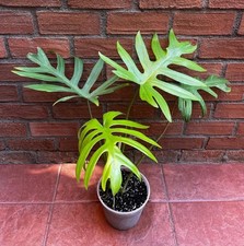 Planta viva Philodendron Mayoi planta de interior tropical rara crece en maceta