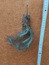 Tillandsia funckiana, Gruppe, aufgebunden