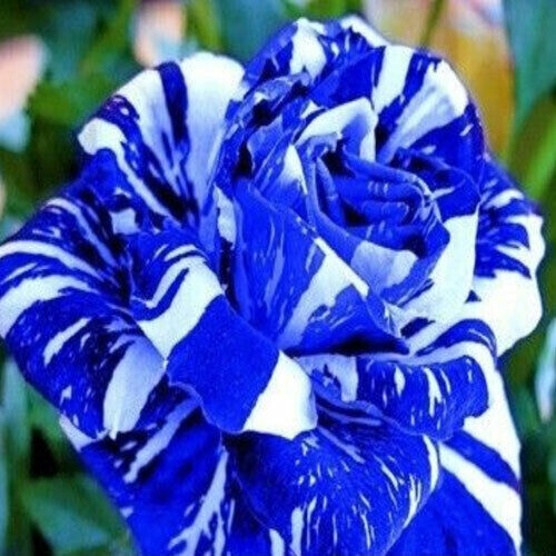 25 Samen ROSA BLUE STREIFEN + GRATIS GESCHENK - Bild 3 von 3