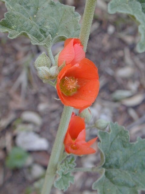 Sphaeralcea ambigua | Globe Desert Mallow | 10_Seeds