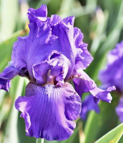 Beautiful Purple Bearded Iris Bulbs - 6 Rhizomes - Picture 1 of 2