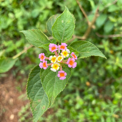 Exotic Lantana Camara Leaves Dried Shrub Verbena hebal Tea 100% Organic NON-GMO