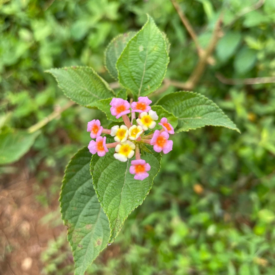 CEYLON PURE HERB Exotic Lantana Camara Leaves Dried Shrub Verbena hebal Tea 100% Organic NON-GMO