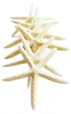 12 White Pencil (Finger) Starfish 4-5" Beach Wedding Nautical Decor Crafts Art