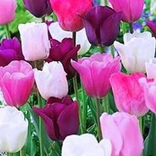 Purple Rain Tulip Bulbs Mix of Pink, Purple and White