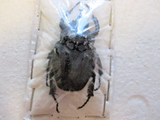 Cetoniinae for collectors | rare Protaetia, Osmoderma