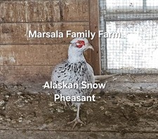 PRESALE-10 Alaskan Snow Pheasant Hatching Egg Please read full description