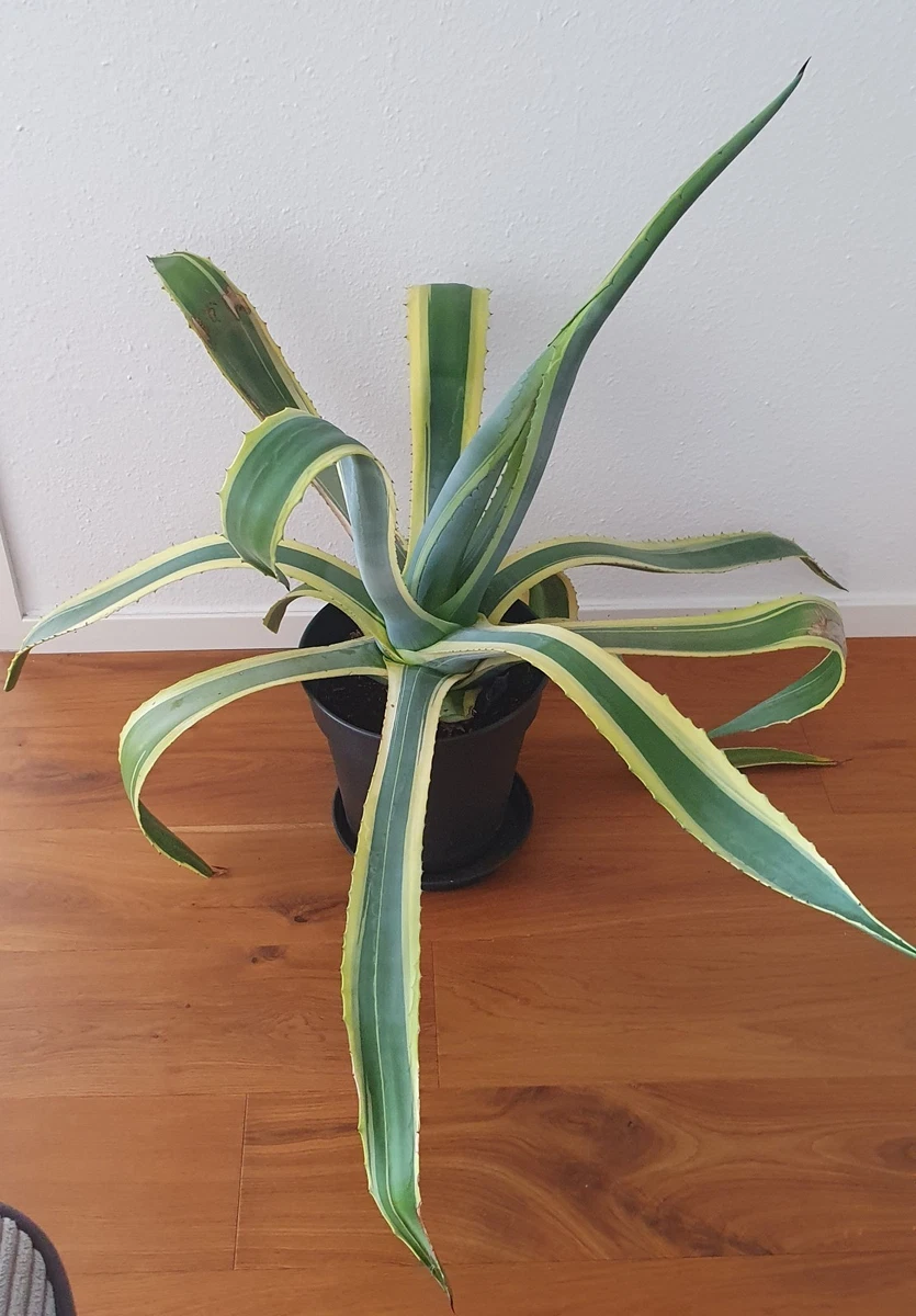 is aloe vera good moisturizer [VEGAN BEAUTY] Mild & Moisture ALOE VERA Watery Gel & Gel Tube main image 1
