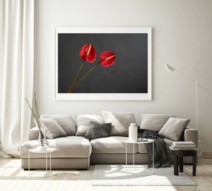 discounts price sale Red Anthurium Flower， Limited Edition
