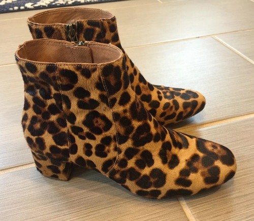 irish setter 818
