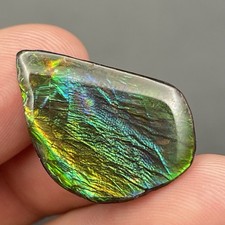 GORGEOUS GREEN AMMOLITE FOSSIL AMMONITE ALBERTA CANADA MAGNIFICENT