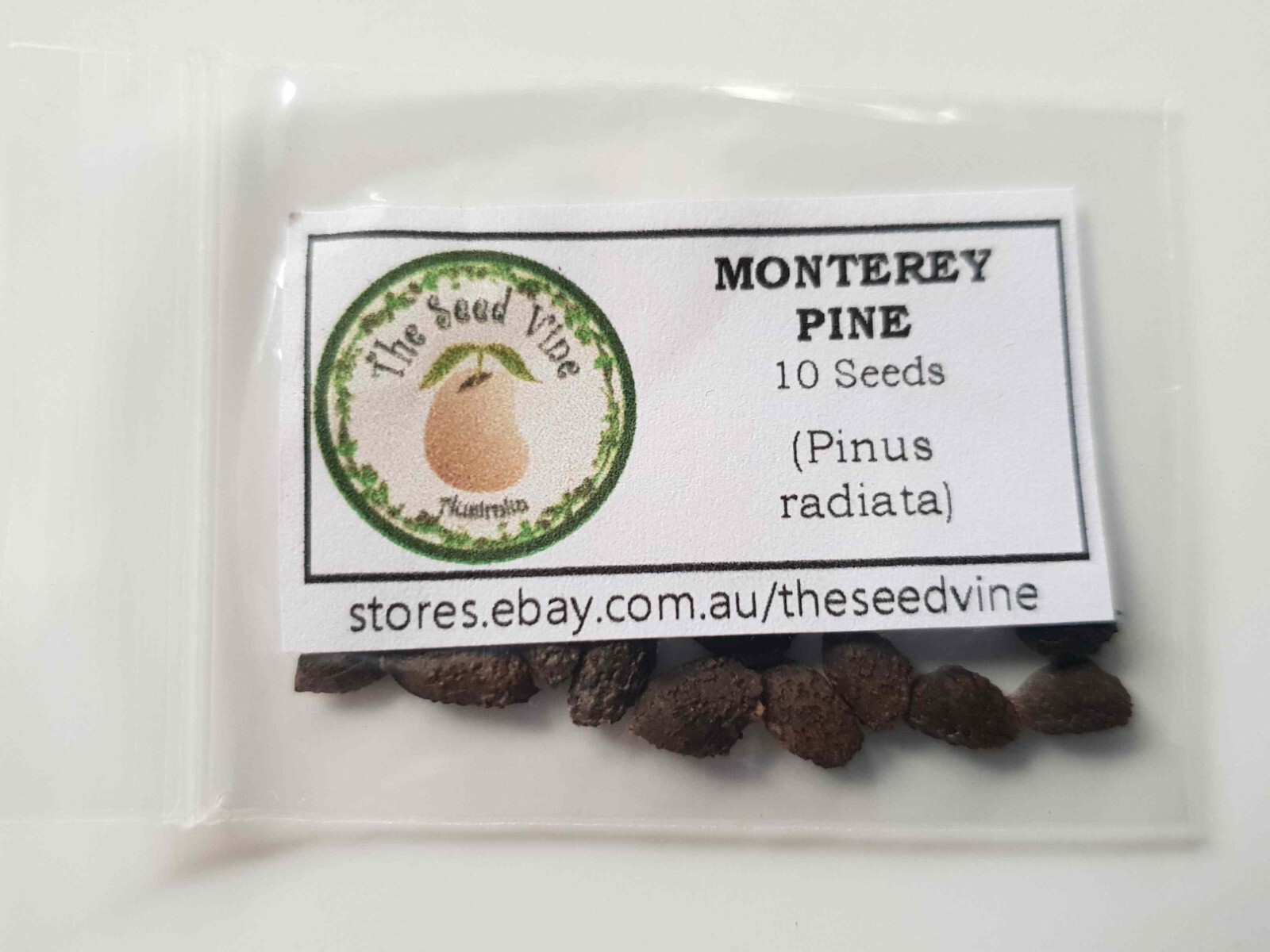 10 Monterey Pine Seeds Pinus Radiata Christmas Ornamental Bonsai 
