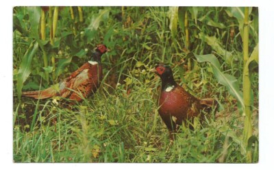 Warren Center PA Greetings Postcard Pennsylvania Ring Necked Pheasants
