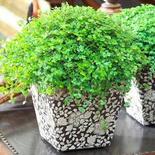 Soleirolia Helxine Green | 10-20cm Potted Baby Tears Plant | Home Office Gift