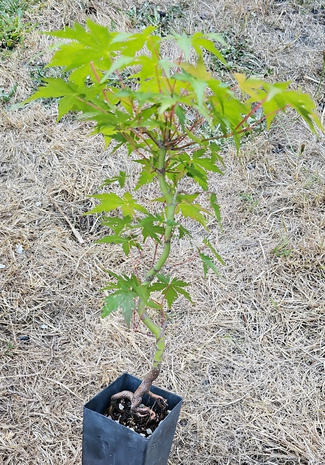 Acer Palmatum Japanese Maple Pre-Bonsai Tree 18 Inches Tall-image