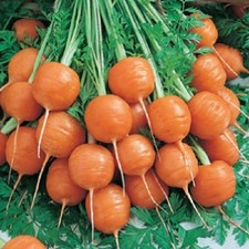 MPB 5 Parisian Carrot Seeds Vegetable Seeds 300 Carrot Seeds