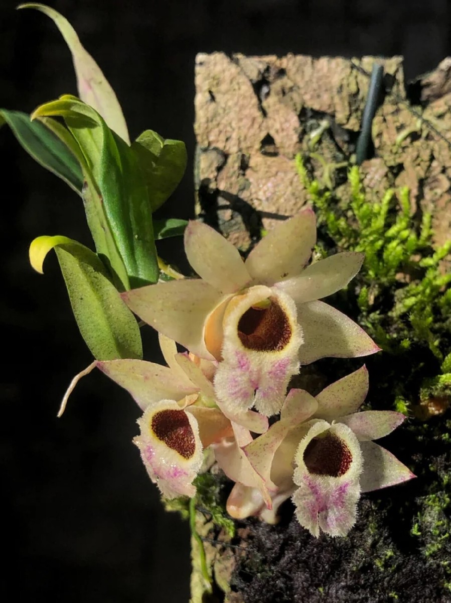 Dendrobium hekouense Blooming Size Miniature Dendrobium Orchid