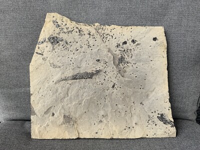 Orkney Fossil Fischreste Osteolepis sp, Schottland, UK, Devon, seltenes Exemplar