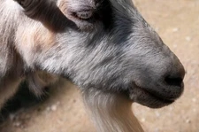 Digital Image, Picture, Photo, GOAT