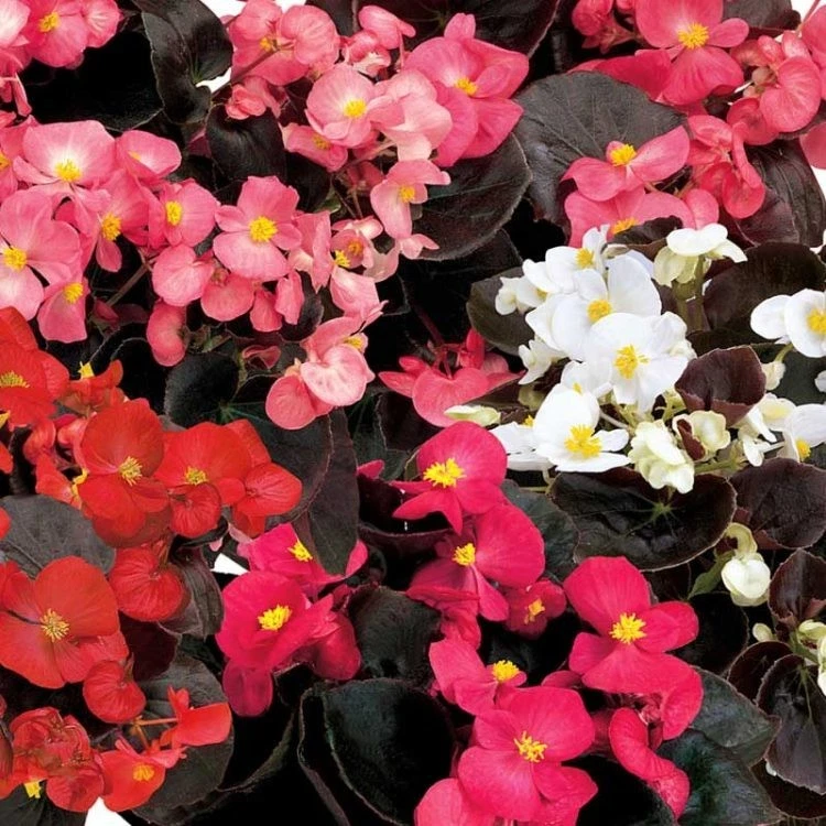 Begonia Senator IQ Seeds