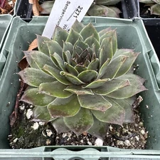 Sempervivum “Charolensis” Cold Hardy Succulent Live Plant Chicks & Hens