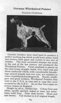 German Wirehaired Pointer - CUSTOM MATTED - 1970 Vintage Dog Art Photo Print