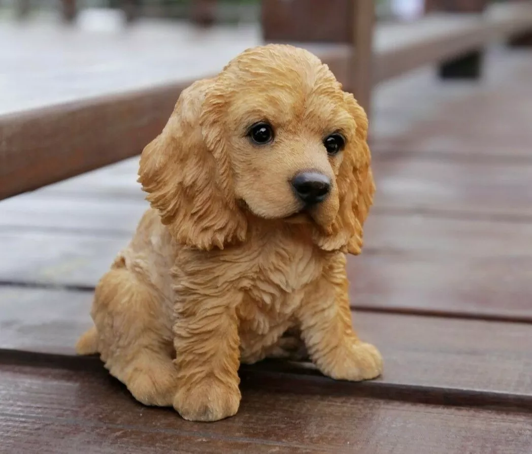 Cocker puppy cheap