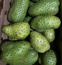 Giant Bangkok Soursop Seedss Annona muricata for Planting