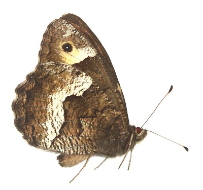 LEPIDOPTERA, NYMPHALIDAE, SATYRINAE, HIPPARCHIA HERMIONE aus SPANIEN