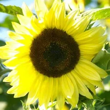 Sunflower LEMON QUEEN Cut Flower Branching Multiple Flowers Non-GMO 100 Seeds