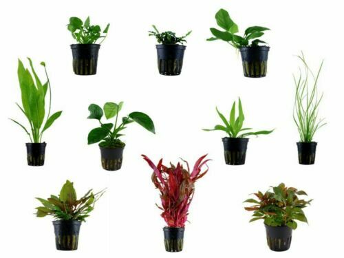 Agua De Ósmosis Inversa En Acuarios Beneficios Y Consejos - Fauna Salud