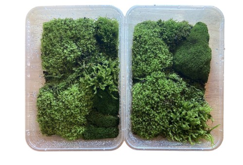 2 x Live Moss Assorted Packs - Fresh, Sustainably Sourced & Cultivated A+ Grade - Picture 17 of 23