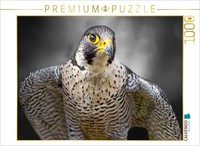 Calvendo Puzzle Wanderfalke | 1000 Teile Lege-GrößE 64X48Cm Foto-Puzzle FüR GlüC