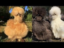 8 UOVA FERTILI DI GALLINA ORNAMENTALE MOROSETA TAGLIA GRANDE FERTILITA' TESTATA