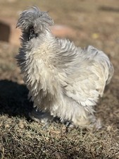 6 Fertile Silkie Hatching Eggs satin Frizzle, Frizzle, Satin, Showgirls