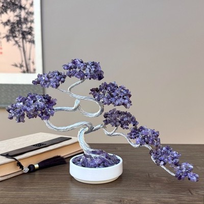 live bonsai tree Japanese Black Pine Seedlings - 2 Sizes
