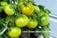 Indexbild 3 - Tomaten Samen limonengrün Salat grün kurze Tomate Bio Ukraine 20 Samen D