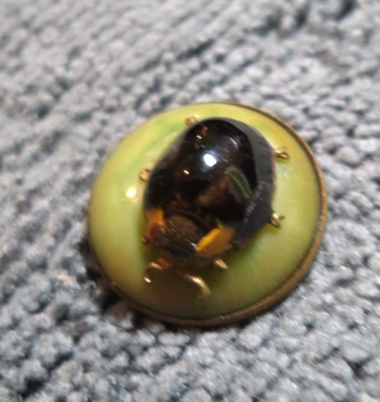 Vintage Antique Celluloid Lucite Metal Picture Button BUG INSECT