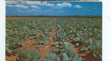 SALT RIVER VALLEY-SALAD VEGETABLES-#P2102-FARMING-(FARM-149)