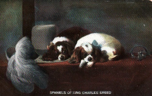 Entzückende KING CHARLES SPANIEL HUNDE auf bunter alter unbenutzter Postkarte - Bild 1 von 2