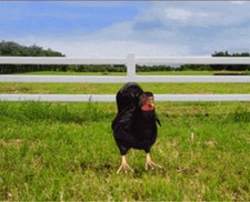 cellufun mobilepet black hen