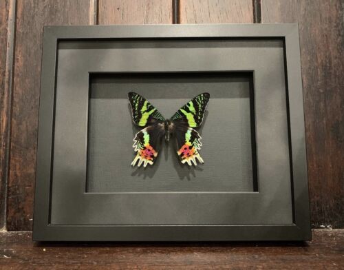 Framed Moth,  Sunset Moth, Urania Rhipheus , insect taxidermy - Picture 1 of 3