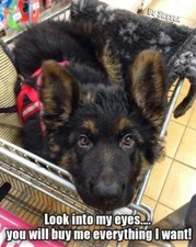 German Shepherd refrigerator magnet 2 1/2 x 3  1/2