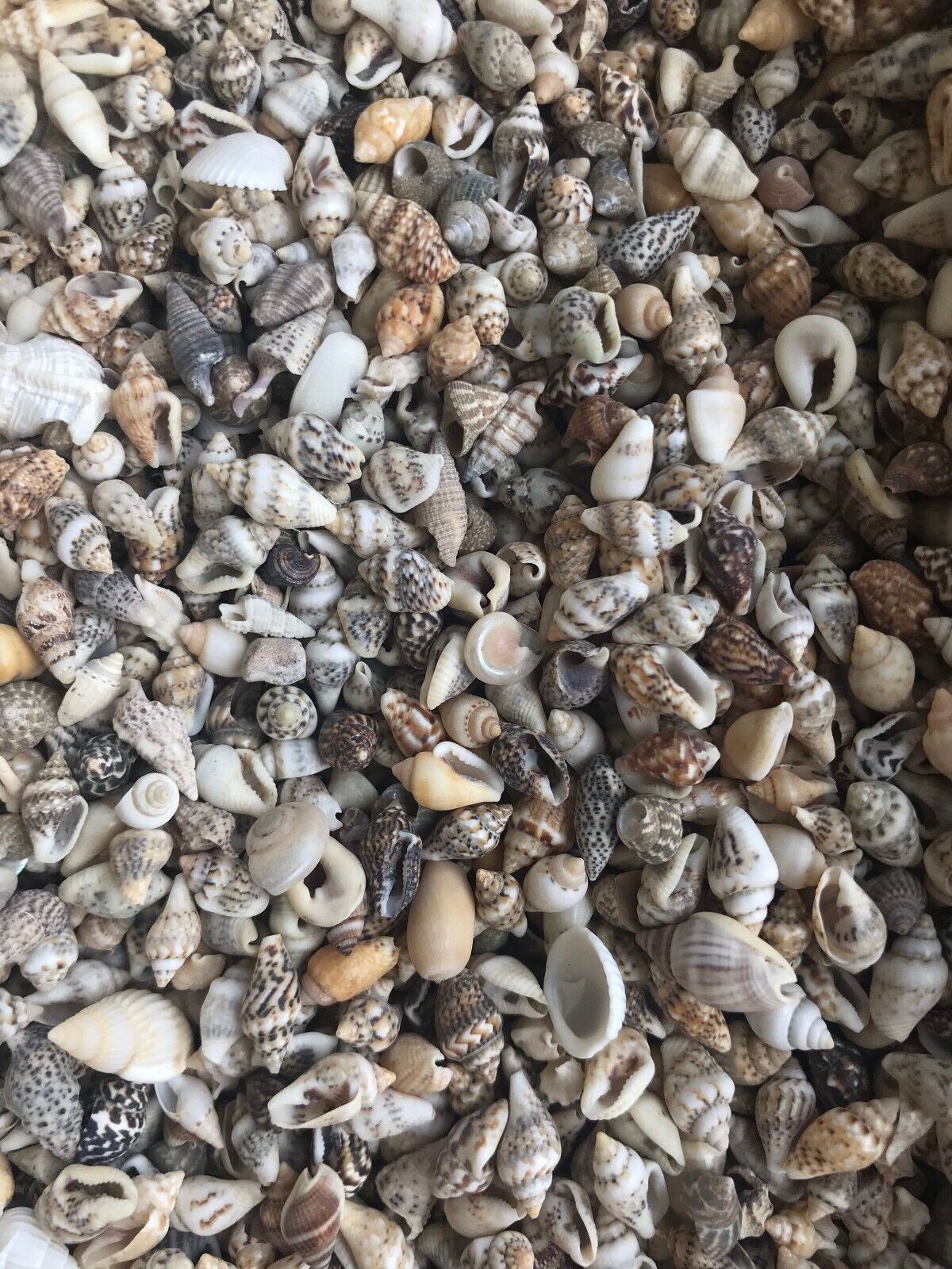 Tiny Seashell Assorted Ocean Mix For Crafts - (approx. 1 Kilogram/2.2 lbs.  .25-.50 inches)