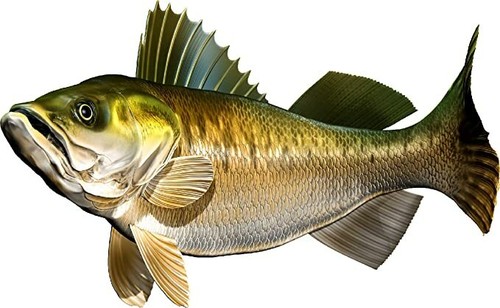 Walleye Beautiful Vinyl Sticker Fish Decals for Boat Car Vehicle Truck Fishing - Bild 12 von 13